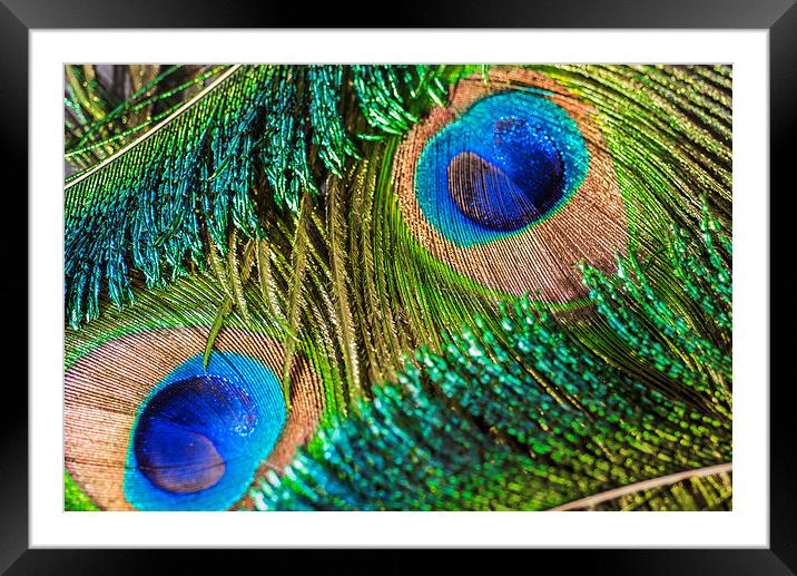 Peacock Eye And Sword Framed Mounted Print by Steve Purnell