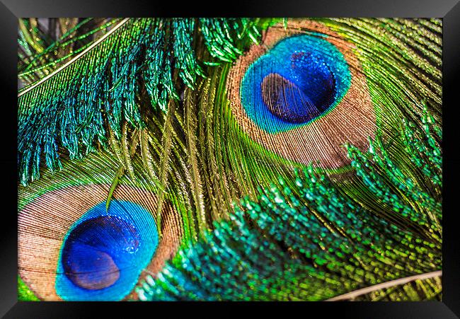 Peacock Eye And Sword Framed Print by Steve Purnell