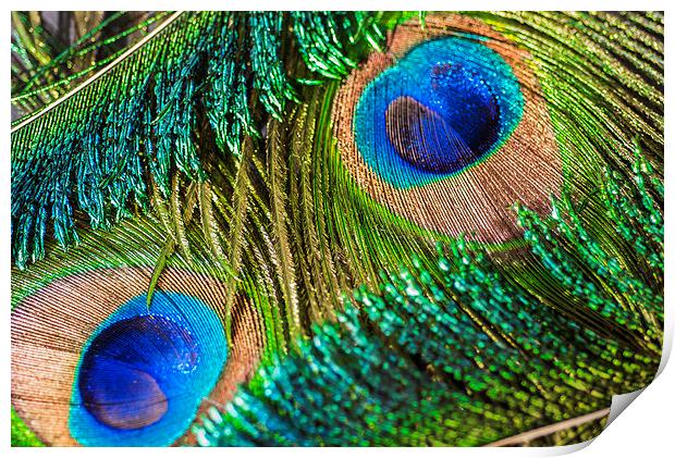 Peacock Eye And Sword Print by Steve Purnell