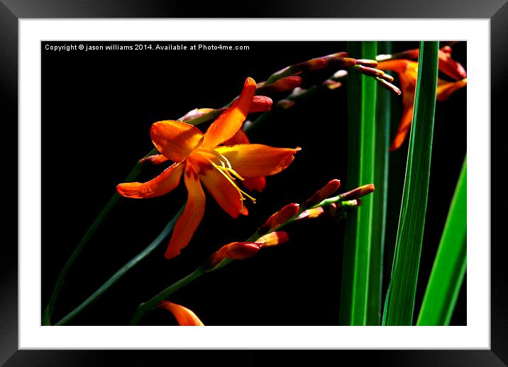 Catching Light  Framed Mounted Print by Jason Williams