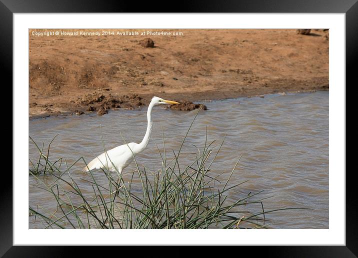 Great Egret Framed Mounted Print by Howard Kennedy