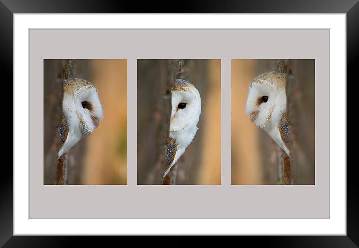 Barn Owl Triptych Framed Mounted Print by Val Saxby LRPS