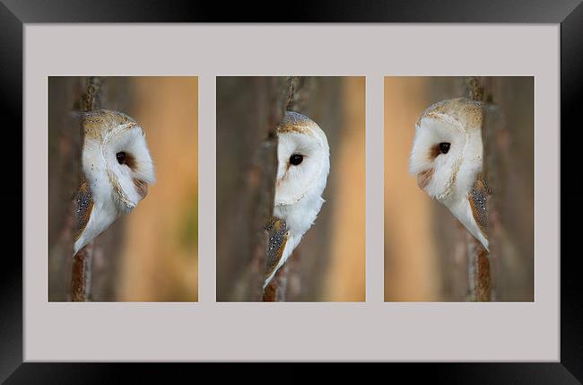 Barn Owl Triptych Framed Print by Val Saxby LRPS