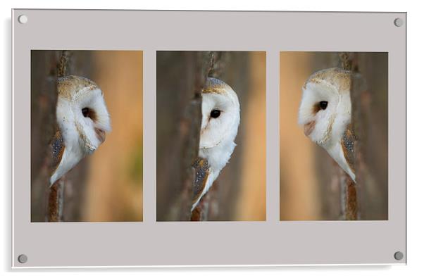Barn Owl Triptych Acrylic by Val Saxby LRPS