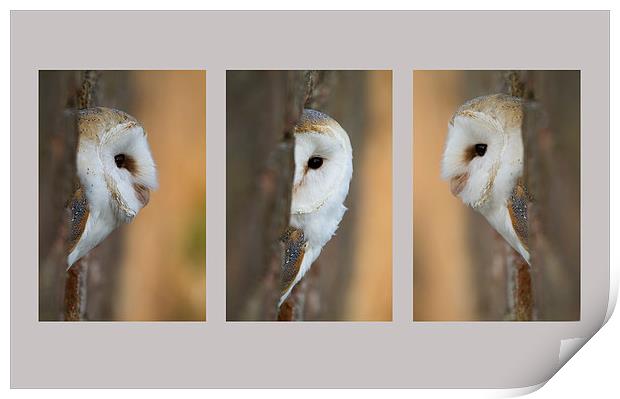 Barn Owl Triptych Print by Val Saxby LRPS