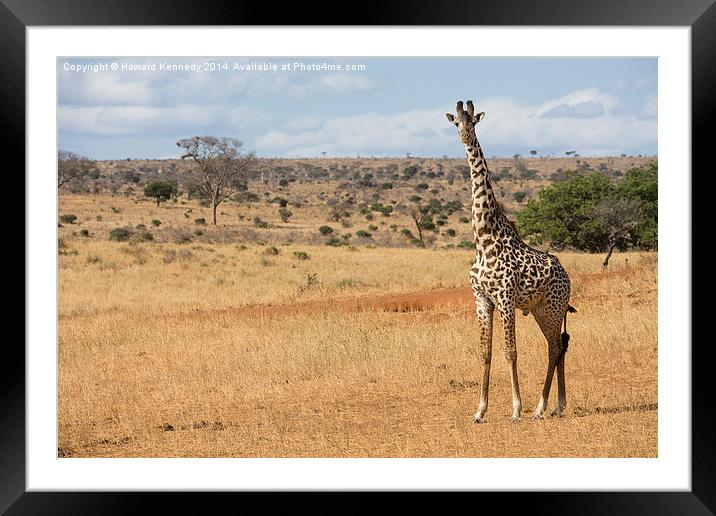 Masia Giraffe Bull Framed Mounted Print by Howard Kennedy