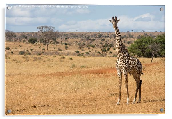 Masia Giraffe Bull Acrylic by Howard Kennedy