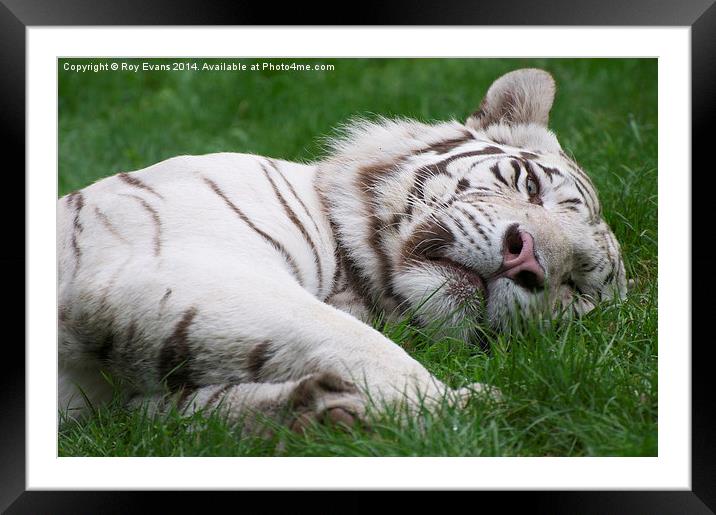  White Tiger always alert! Framed Mounted Print by Roy Evans