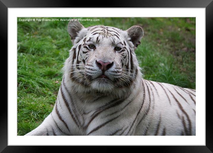  The White Tiger natural portrait Framed Mounted Print by Roy Evans