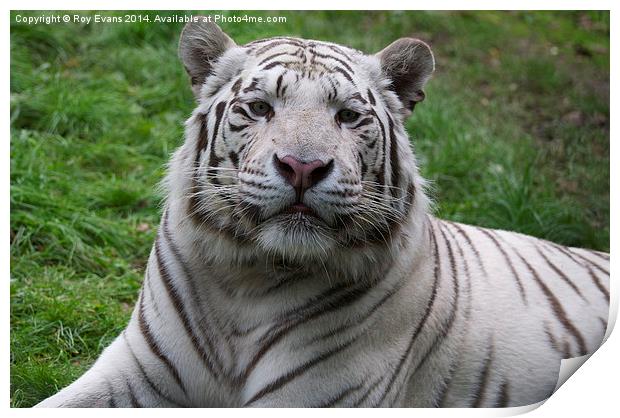  The White Tiger natural portrait Print by Roy Evans