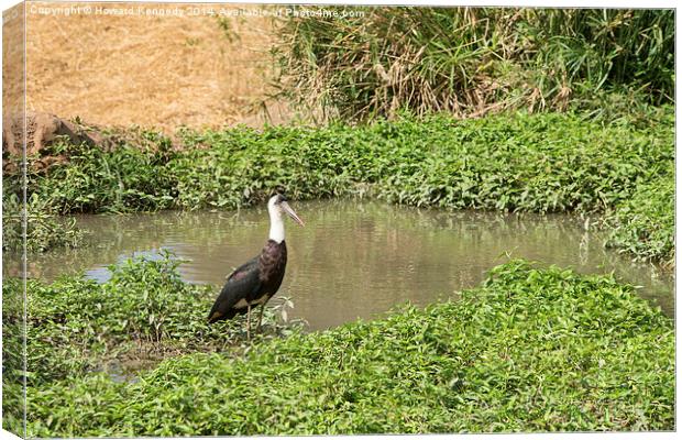 Woolly-Necked Stork Canvas Print by Howard Kennedy
