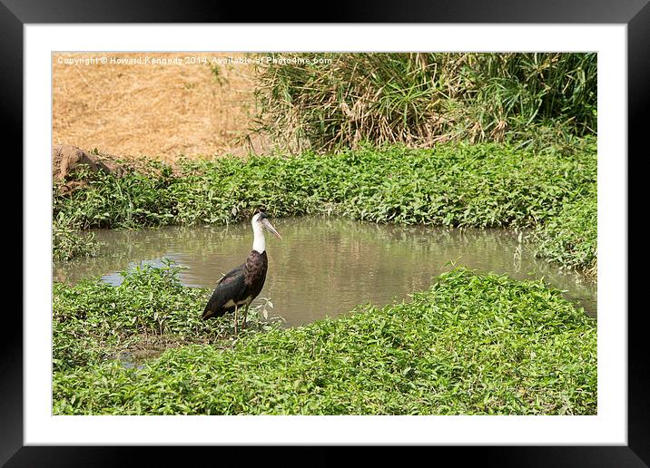 Woolly-Necked Stork Framed Mounted Print by Howard Kennedy