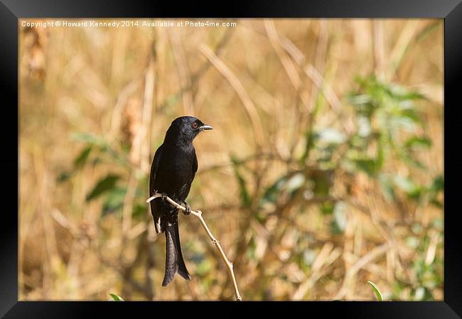 Fork-Tailed Drongo Framed Print by Howard Kennedy