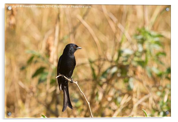 Fork-Tailed Drongo Acrylic by Howard Kennedy