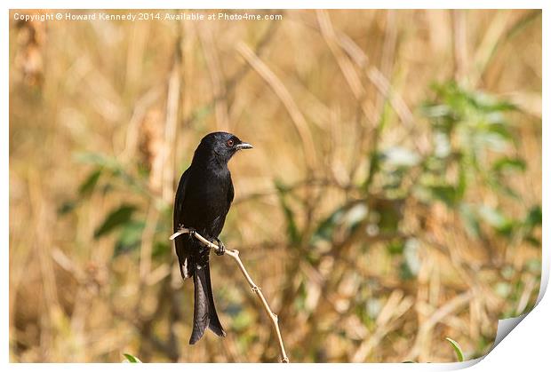 Fork-Tailed Drongo Print by Howard Kennedy