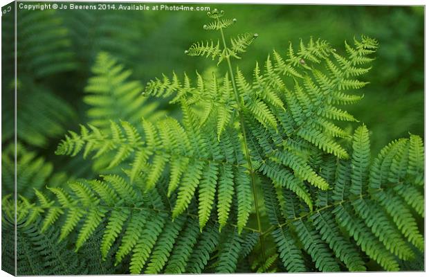 green toned fern Canvas Print by Jo Beerens