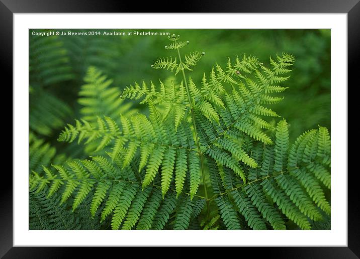 green toned fern Framed Mounted Print by Jo Beerens