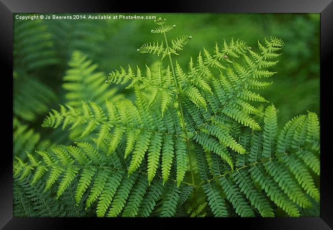 green toned fern Framed Print by Jo Beerens