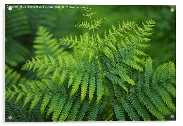 green toned fern Acrylic by Jo Beerens