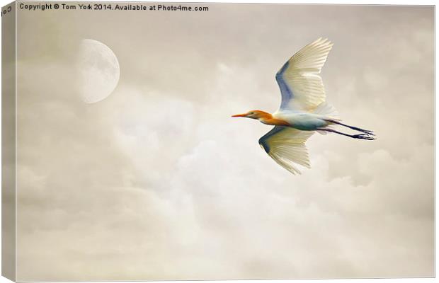 Egret In The Sky Canvas Print by Tom York