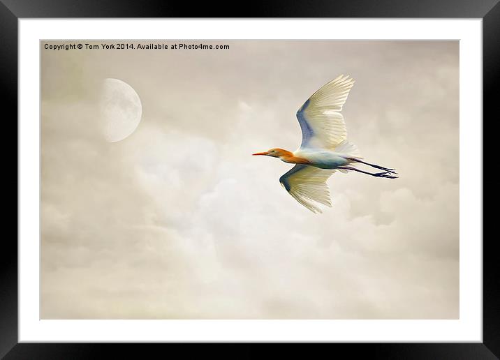 Egret In The Sky Framed Mounted Print by Tom York