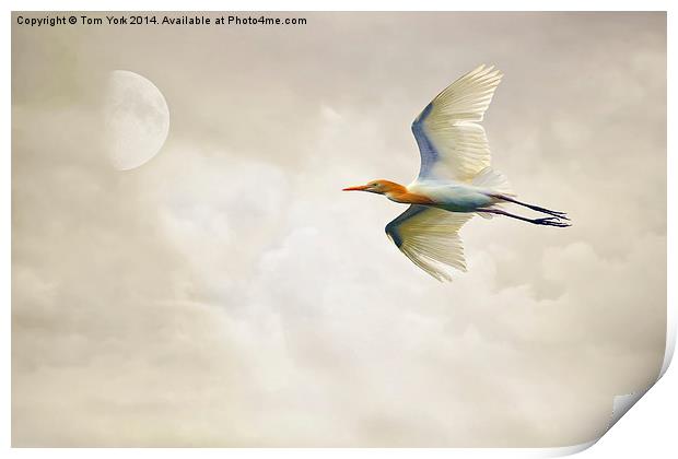 Egret In The Sky Print by Tom York