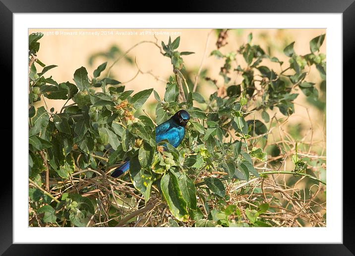 Greater Blue-Eared Starling Framed Mounted Print by Howard Kennedy