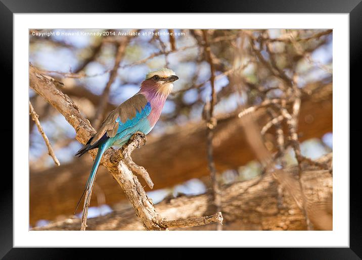 Lilac-Breasted Roller Framed Mounted Print by Howard Kennedy