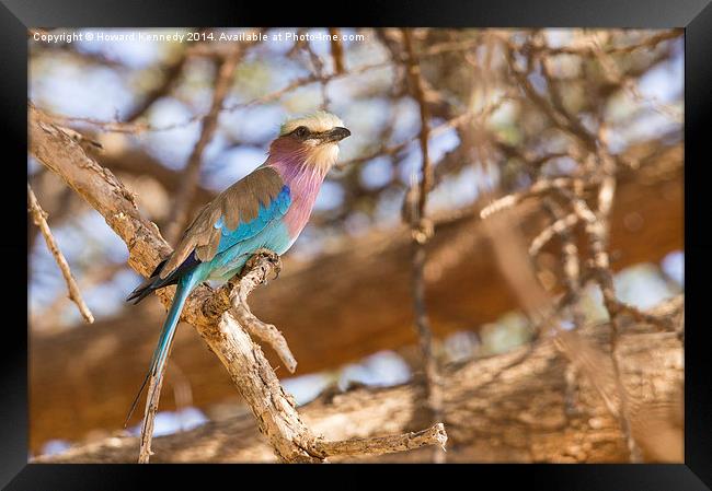 Lilac-Breasted Roller Framed Print by Howard Kennedy