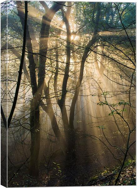  Misty woodland Canvas Print by Laura Kenny