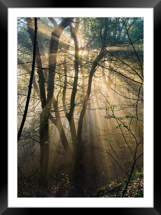  Misty woodland Framed Mounted Print by Laura Kenny