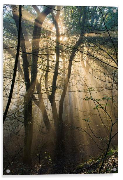  Misty woodland Acrylic by Laura Kenny
