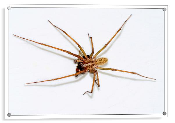  The Domestic House spider Acrylic by Frank Irwin