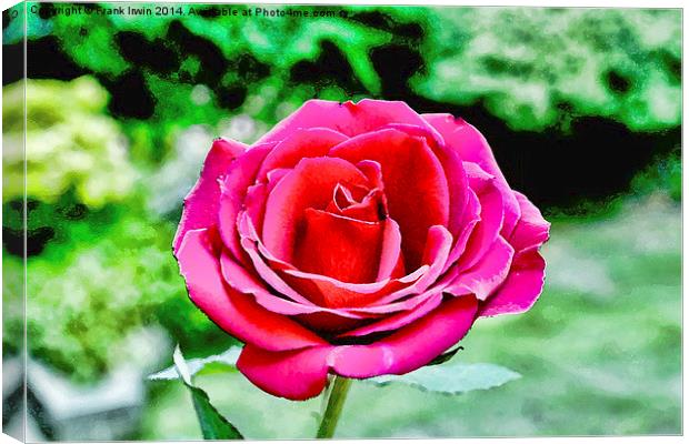  An artwork of a Red Hybrid Tea Rose Canvas Print by Frank Irwin