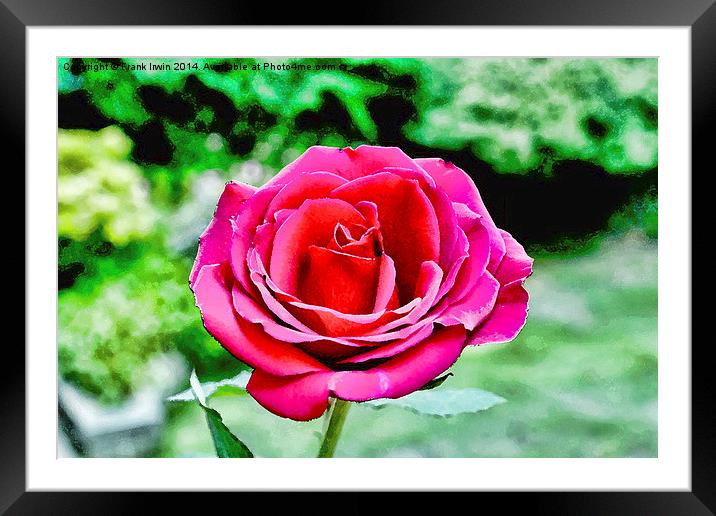  An artwork of a Red Hybrid Tea Rose Framed Mounted Print by Frank Irwin