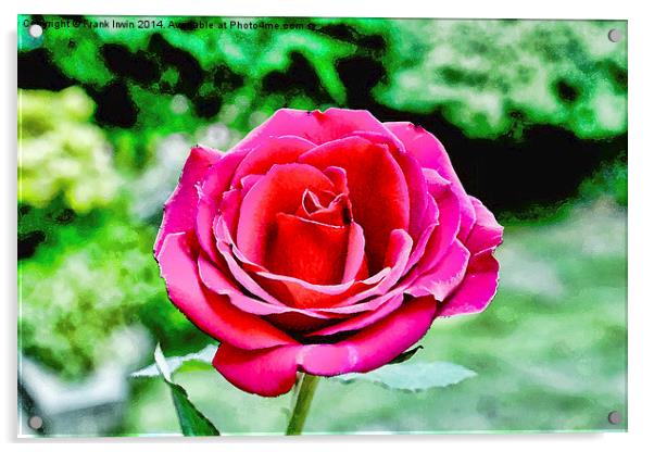  An artwork of a Red Hybrid Tea Rose Acrylic by Frank Irwin