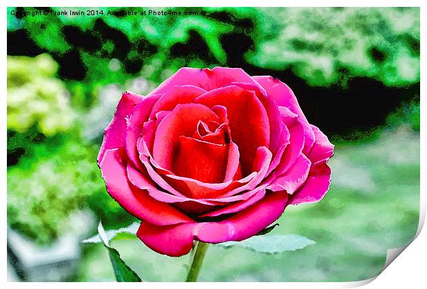  An artwork of a Red Hybrid Tea Rose Print by Frank Irwin