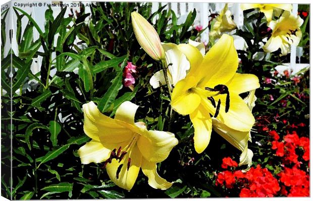  Artwork of beautiful Yellow Lilies Canvas Print by Frank Irwin