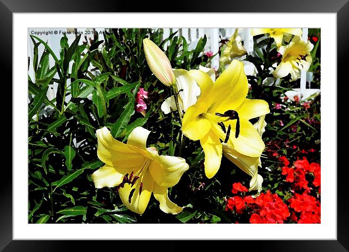  Artwork of beautiful Yellow Lilies Framed Mounted Print by Frank Irwin