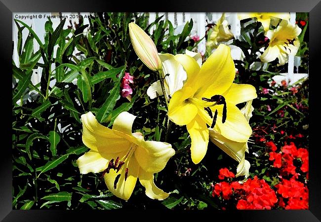  Artwork of beautiful Yellow Lilies Framed Print by Frank Irwin