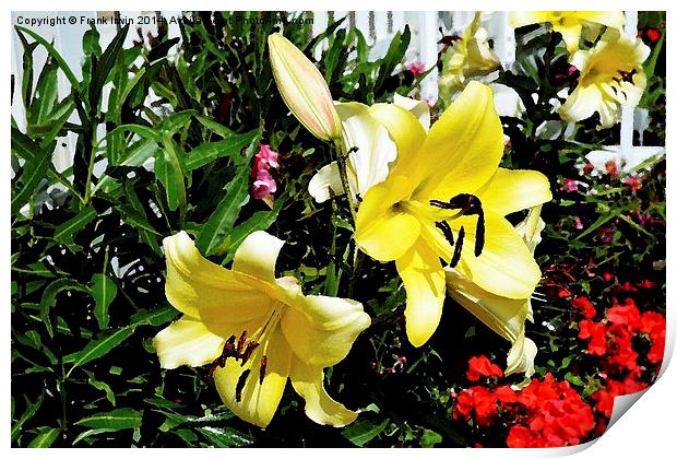  Artwork of beautiful Yellow Lilies Print by Frank Irwin