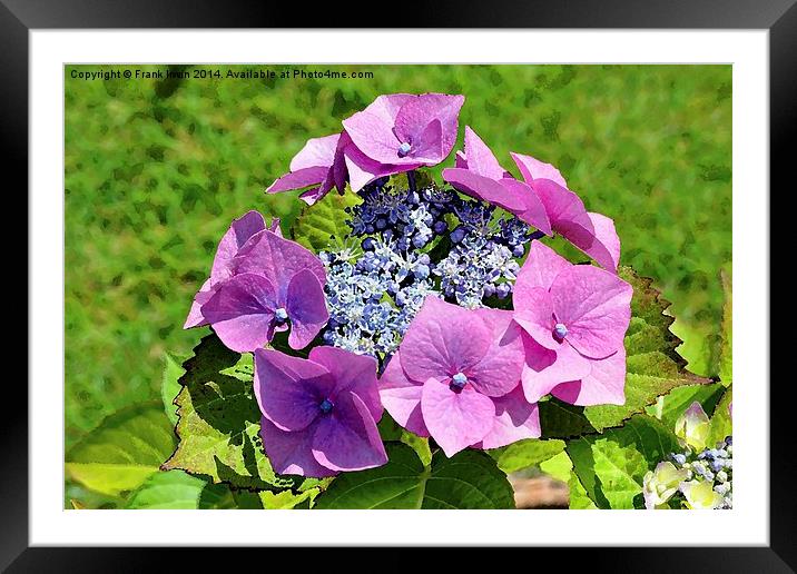  Artwork of beautiful Hydrangea macrophylla Framed Mounted Print by Frank Irwin