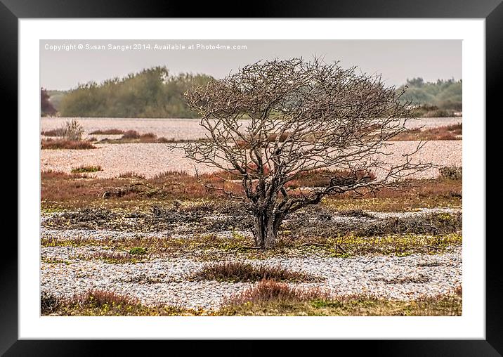  The lonely tree Framed Mounted Print by Susan Sanger