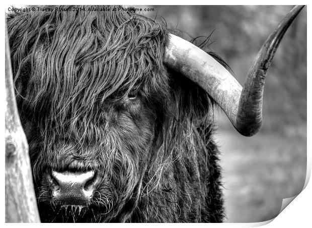  A Highland Cow Print by Tracey Russell