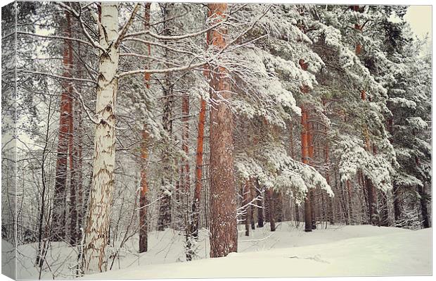  Snowy Memory of the Woods  Canvas Print by Jenny Rainbow