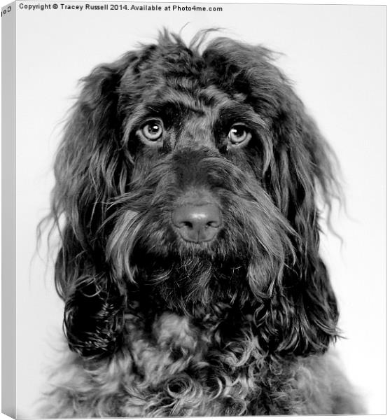  Handsome Cockapoo Canvas Print by Tracey Russell
