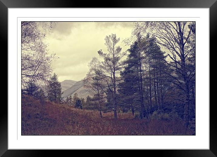  the pine forest Framed Mounted Print by jane dickie