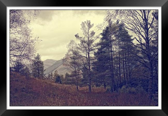  the pine forest Framed Print by jane dickie