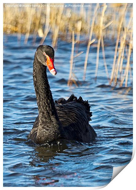 Black Swan  Print by Martin Kemp Wildlife