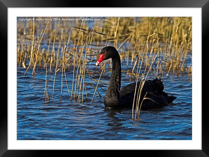 Day On The River  Framed Mounted Print by Martin Kemp Wildlife